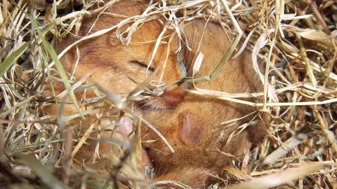 Sleeping Dormice