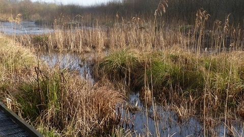 Board walk and bog with vegetation