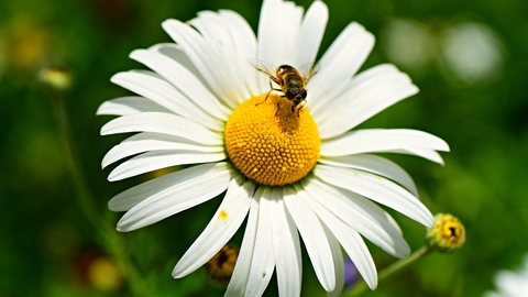 Oxeye Daisy flower head with a hoverfly on top