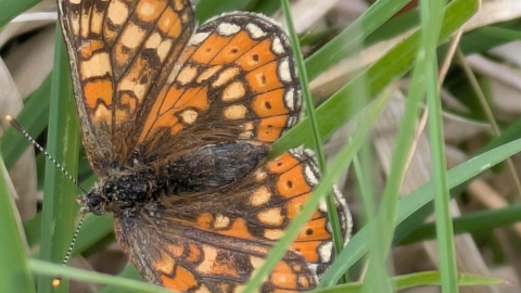 A photograph of an orange butterfly with a checkerboard pattern of orange, white and brown