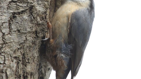 A nuthatch upright on a tree trunk, with its head poking into a cavity in the trunk