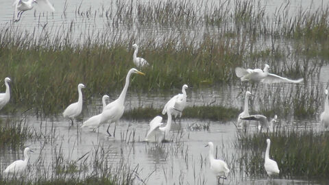 Egrets Loughor
