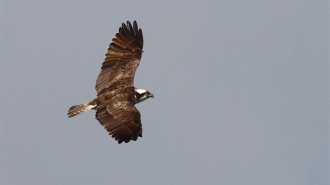 Osprey flying against grey sky
