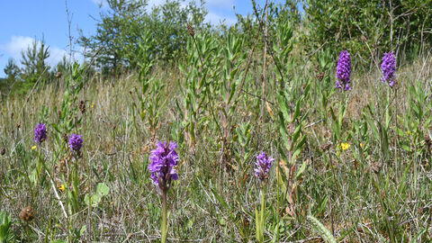 Early Marsh Orchids on a Darren Fawr tip, Blaengarw