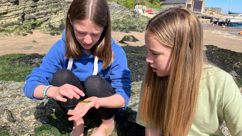 Youth Forum looking at sea lettuce (seaweed) on the seashore 