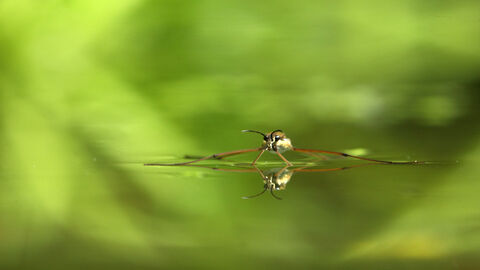 A pond skater floating on the water's surface, its long legs spread out to either side