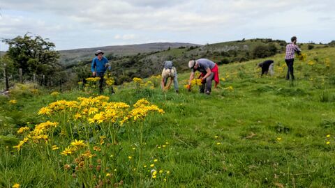 Volunteers removing ragwort plants