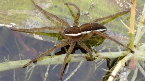 A large brown spider with white stripes down both sides of body on top of water plants