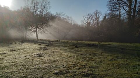 View of a misty field with a tree-line in the distance