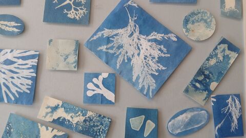 Seaweed Cyanotype Print 
