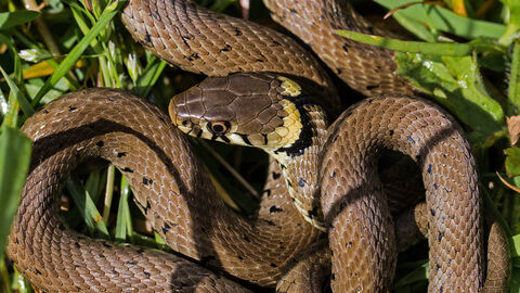 A grass snake coiled up in some grass