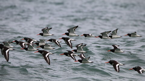 Oystercatchers flying over the sea 
