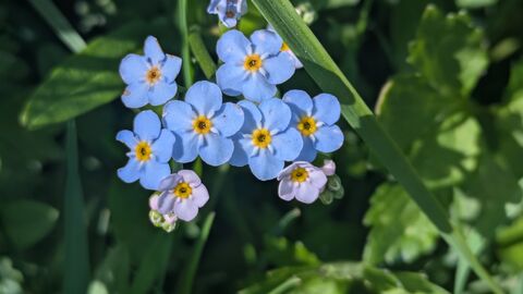 A close up of blue and white changing forget-me-not flowers