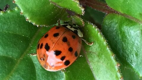 Close-up of a red ladybird with black spots