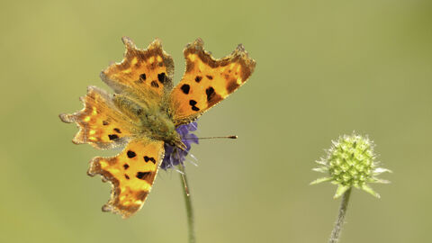 Comma butterfly on a flower