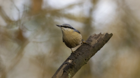 Nuthatch