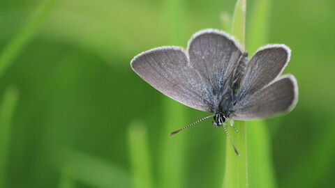 Small blue