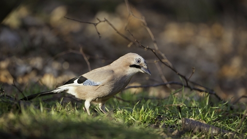 Jay