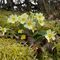 Close up photo of a yellow and cream flower surrounded by moss