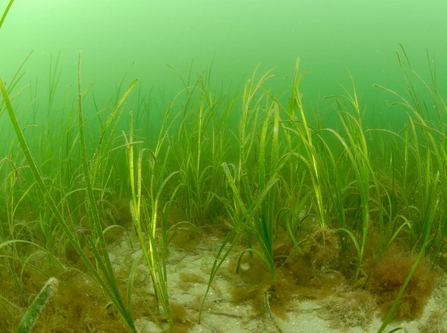 Seagrass bed