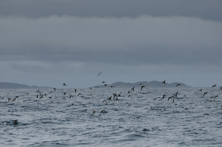 Manx Shearwaters