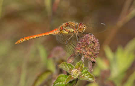 Common Darter