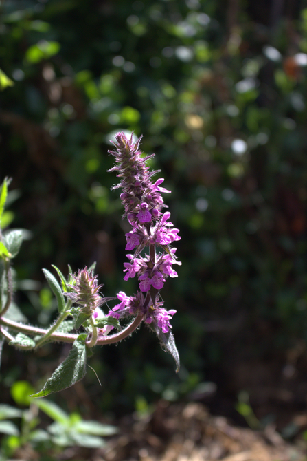 flower at Lavernock