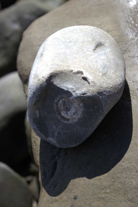 Lavernock fossil