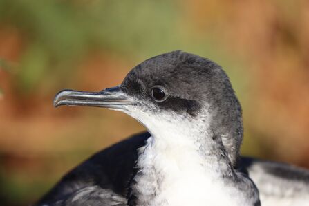 Manx Shearwater