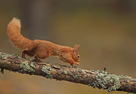 Red Squirrel