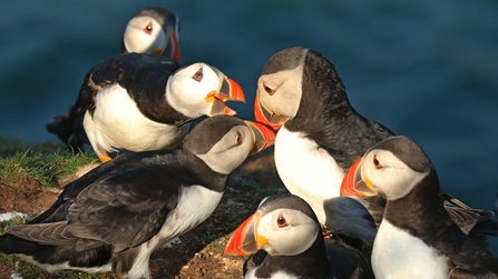 Puffins gathering on Skomer Island