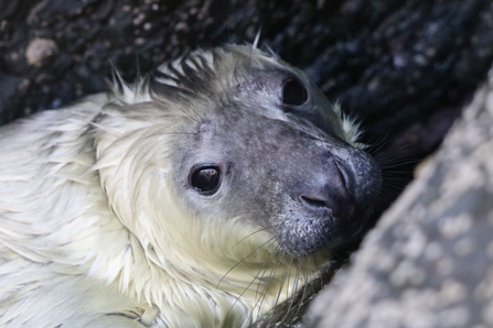 Seal pup on dark rocks. The pup is looking at the camera.