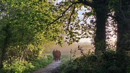 Dawn chorus walk