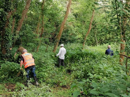 Balsam bash at Roath Wild Gardens