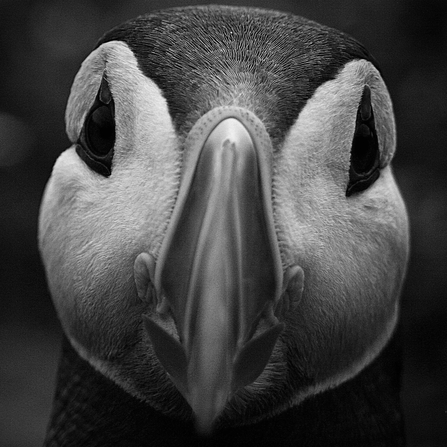 Puffin