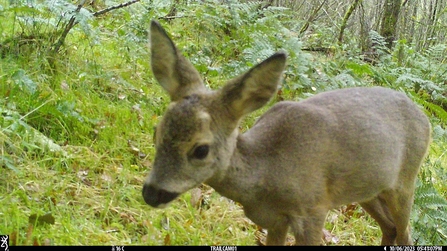 Fawn on Brecknock Trail Camera