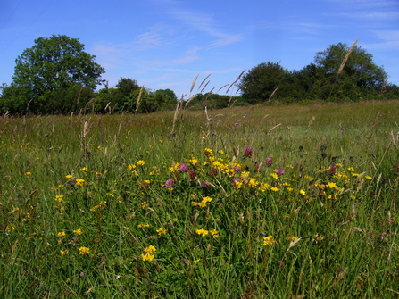 Rhos Marion Nature Reserve