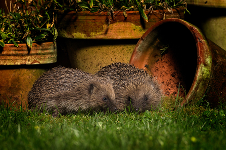 Hedgehog