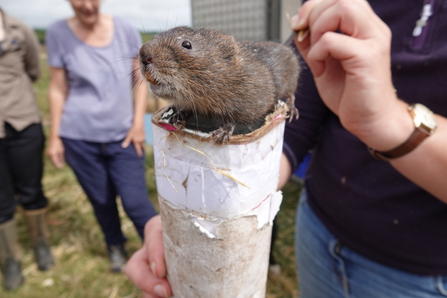 A water vole being held on top of a tube with a crowd of people in the background.