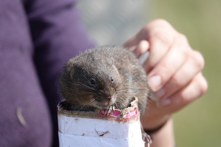 Water vole being held on a tune.