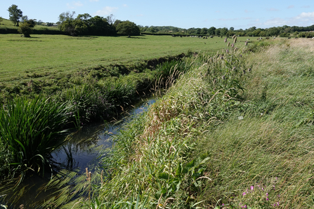 River with farmland in the background. 