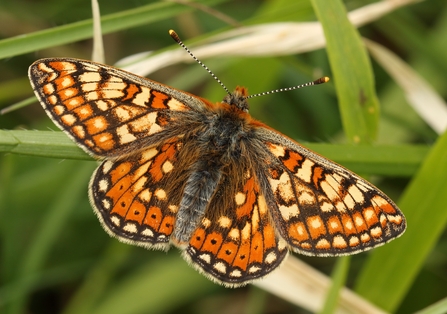 Marsh Fritillary butterfly. A brightly coloured butterfly, with a mosaic of orange, yellow, and brown markings on the upper surface of both the forewings and hindwings, which form distinct rows of the same colour. There is a prominent row of small black spots towards the outer edge of each hindwing.