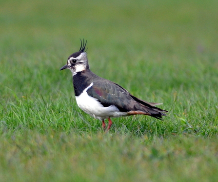 Lapwing in a field.