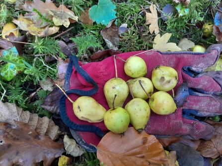 Seven possible wild apples on a glove on some autumn leaves