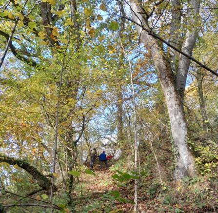 Volunteers on a track at Coed Drysiog