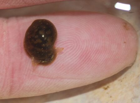 A tiny snail on a finger.