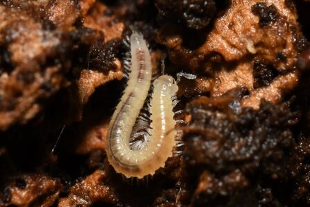 A small white millipede.