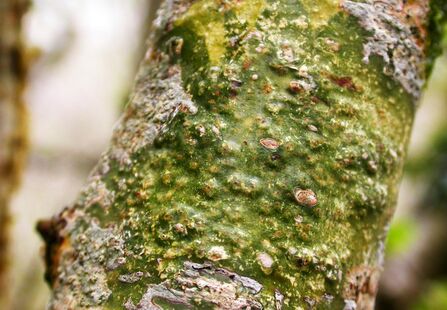 A green lichen on a tree trunk. 