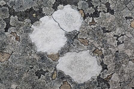 Close up of a white circular bubble gum lichen on a rock 