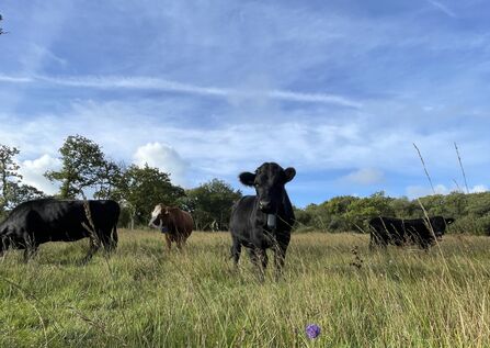 Cows grazing on grass on a sunny day
